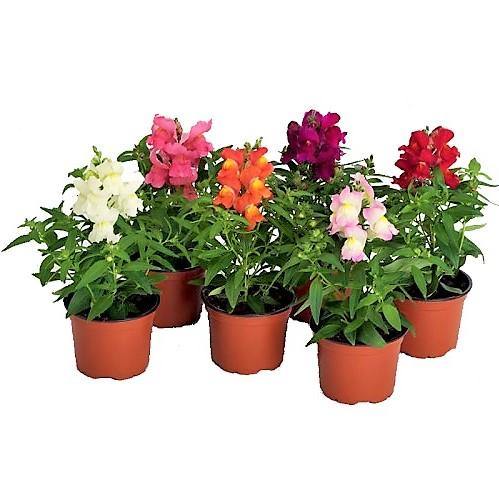 Antirrhium Majus, Snapdragon, Antirrhinum (small) – image 3