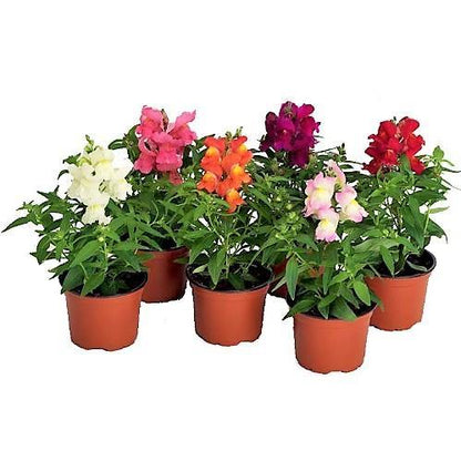 Antirrhium Majus, Snapdragon, Antirrhinum (small) – image 3