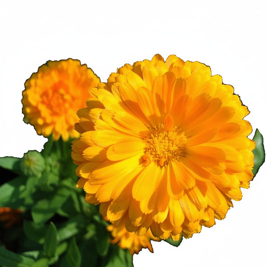 Calendula Officinalis, English Marigold – image 2