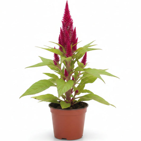 Celosia Plumosa, Silver Cock’s Comb (small) – image 2