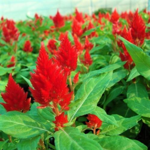 Celosia Plumosa, Silver Cock’s Comb (small) – image 3