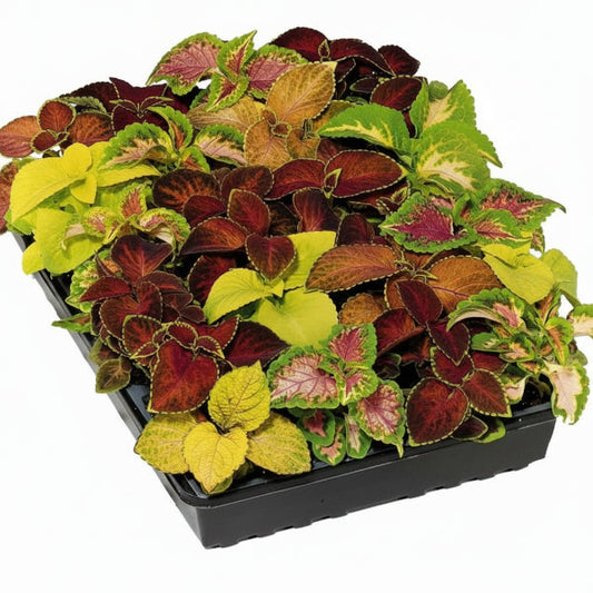 Coleus Mix per piece (small) – image 2
