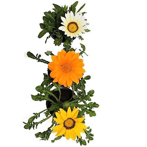 Gazania Flowering Plants – image 3