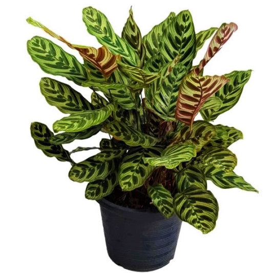 Calathea Makoyana, Cathedral Windows – image 2