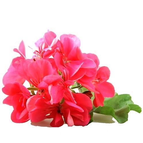 Geranium, Cranesbill – image 5
