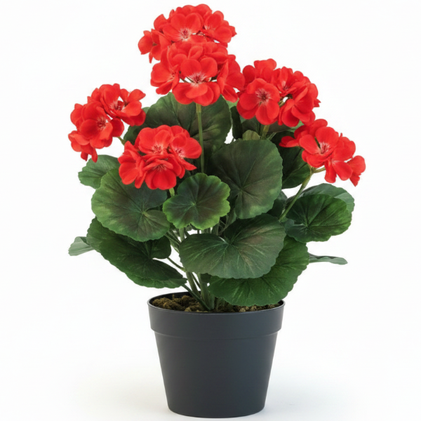 Geranium, Cranesbill – image 1