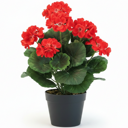 Geranium, Cranesbill – image 1