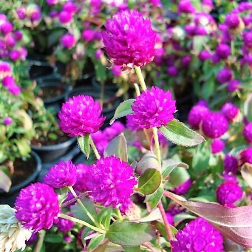 Gompherena Flowers (small) – image 4