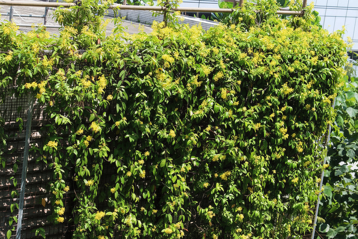 Tristellateia australasiae, Shower of Gold Climber – image 5