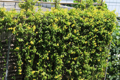 Tristellateia australasiae, Shower of Gold Climber – image 5