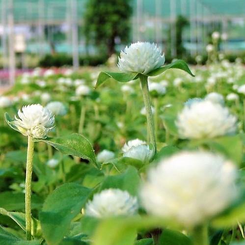 Gompherena Flowers (small) – image 6