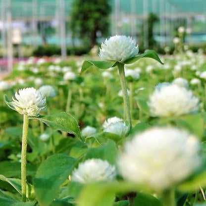 Gompherena Flowers (small) – image 6