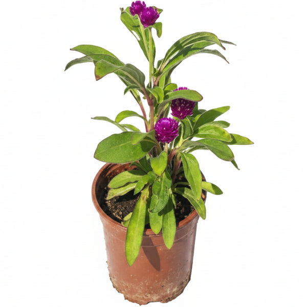 Gompherena Flowers (small) – image 3