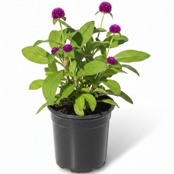 Gompherena Flowers (small) – image 1