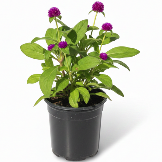 Gompherena Flowers (small) – image 1