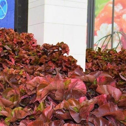 Acalypha wilkesiana, Copper Leaf – image 6