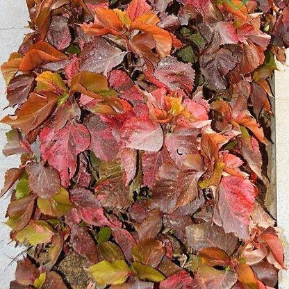 Acalypha wilkesiana, Tri Color – image 2