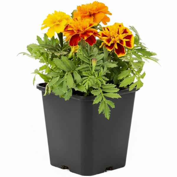 Marigold – image 3