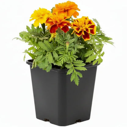 Marigold – image 3