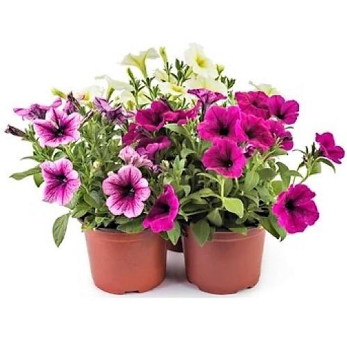 Petunia, Petunias (small) – image 3