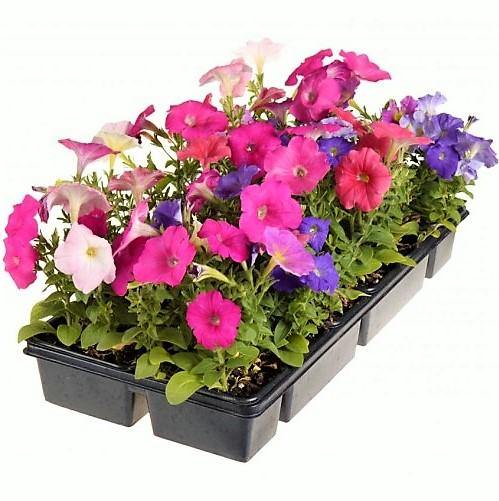 Petunia, Petunias (small) – image 4