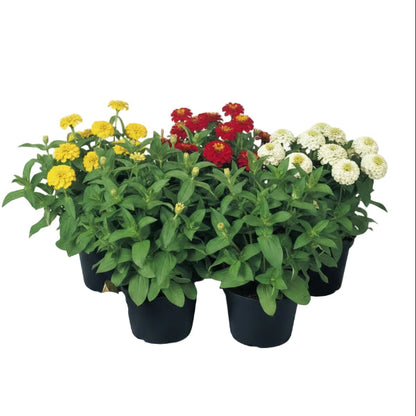Zinnia Flowers (Small) – image 3