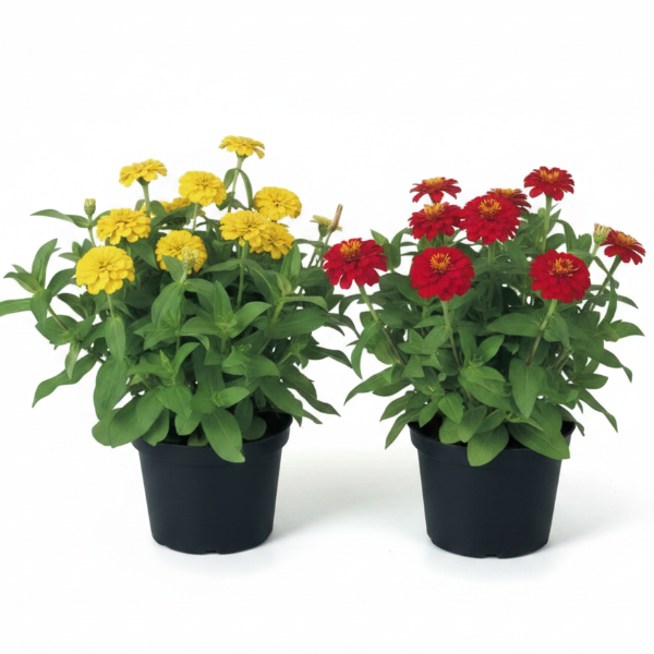 Zinnia Flowers (Small) – image 2