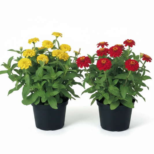 Zinnia Flowers (Small) – image 2