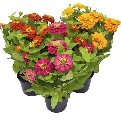 Zinnia Flowers (Small) – image 5