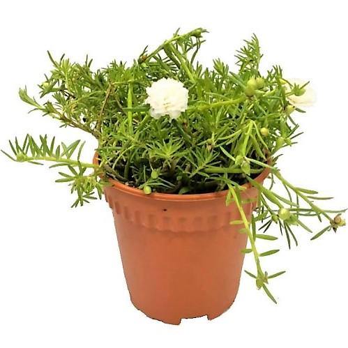 Rose Moss, Portulaca Grandiflora – image 4