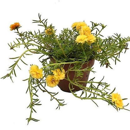 Rose Moss, Portulaca Grandiflora – image 3