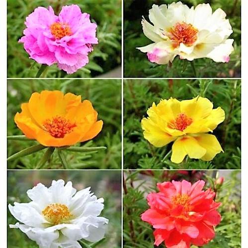 Rose Moss, Portulaca Grandiflora – image 2