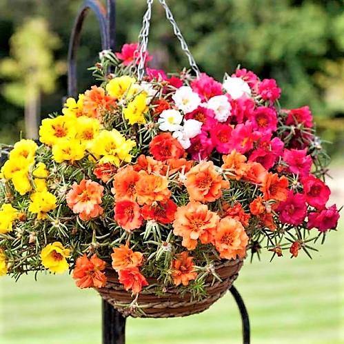 Rose Moss, Portulaca Grandiflora – image 5