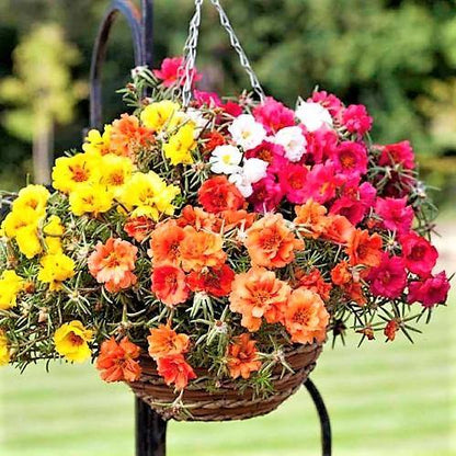 Rose Moss, Portulaca Grandiflora – image 5