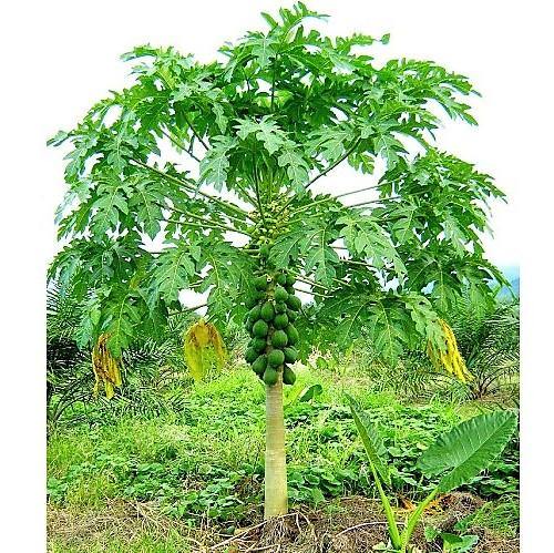 Papaya Tree, Carica Papaya – image 4