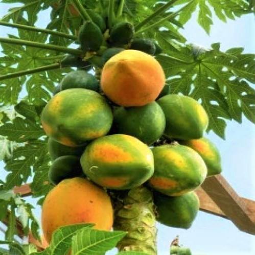 Papaya Tree, Carica Papaya – image 6