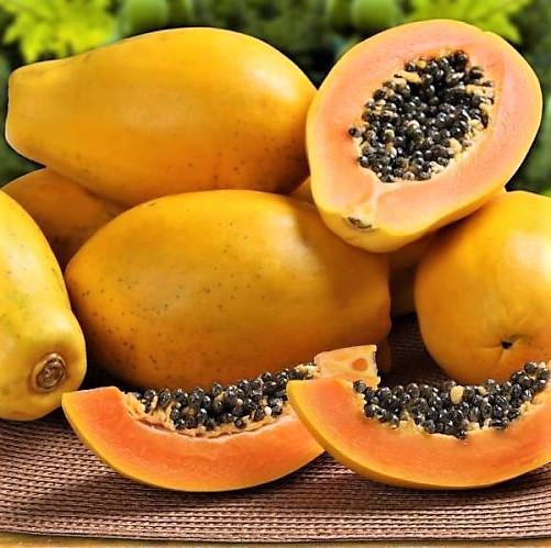 Papaya Tree, Carica Papaya – image 5