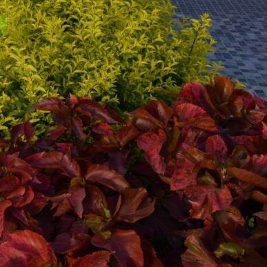 Acalypha wilkesiana, Tri Color – image 5