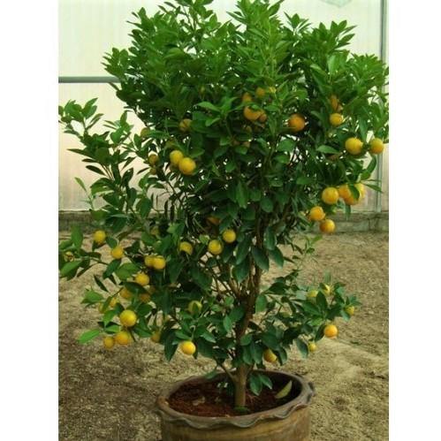 Citrus mitis, Chinese oranges – image 3