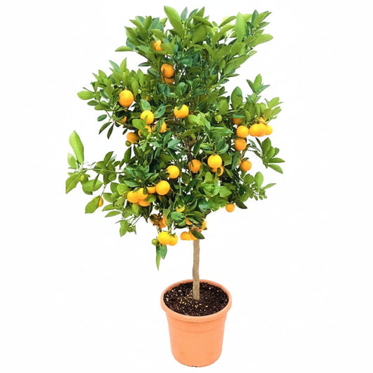 Citrus mitis, Chinese oranges – image 1