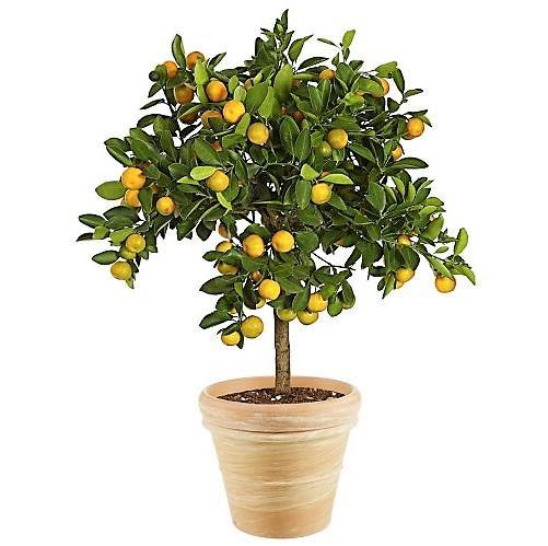 Citrus mitis, Chinese oranges – image 4