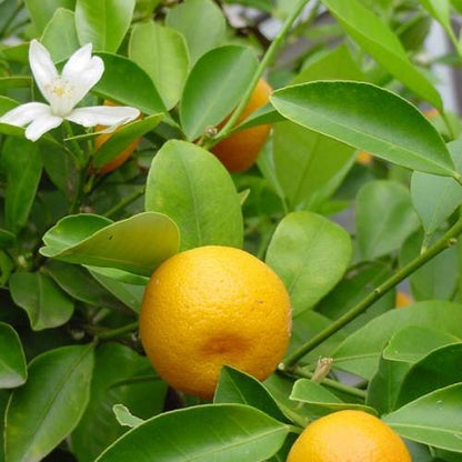 Citrus mitis, Chinese oranges – image 2