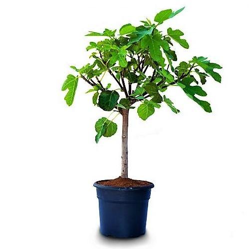 Fig Tree, Ficus Carica – image 7