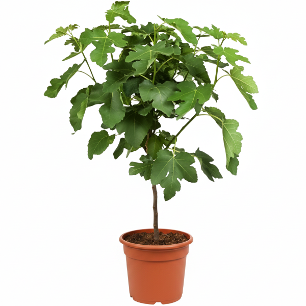 Fig Tree, Ficus Carica – image 4