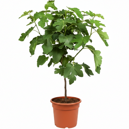 Fig Tree, Ficus Carica – image 4