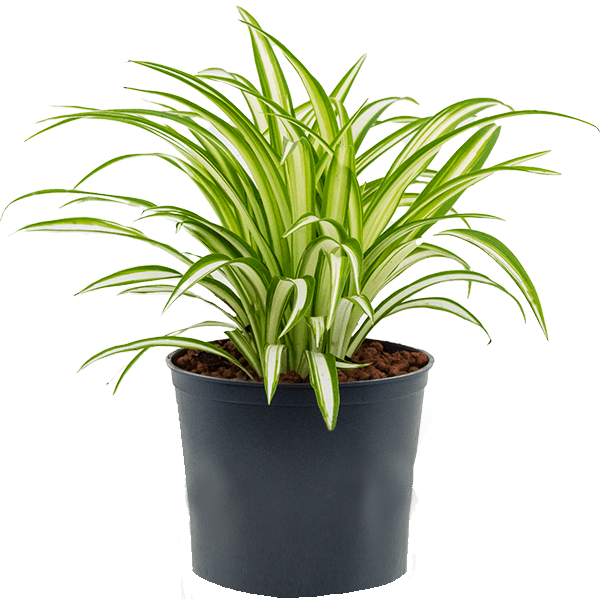 Spider Plant, Chlorophytum comosum, Variegatum – image 1