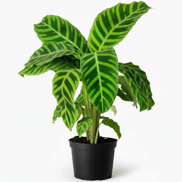 Zebra Plant, Calathea Zebrina – image 2