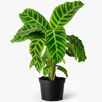 Zebra Plant, Calathea Zebrina – image 2