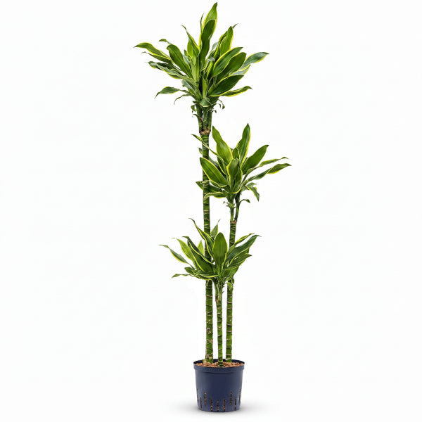 Dracaena Fragrans, Golden Coast, Cornstalk Dracena – image 3