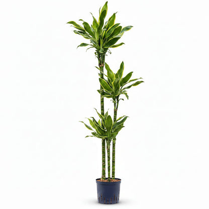 Dracaena Fragrans, Golden Coast, Cornstalk Dracena – image 3
